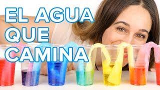 El agua que camina  Experimento con colores para niños 🌈 [upl. by Crescint]