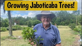 You Can Grow Jaboticaba Anywhere Brazilian Grape Tree [upl. by Petersen]