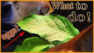 What to do when your angelfish lay eggs [upl. by Dlaregztif]