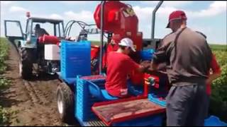 Branje malina raspberry machine harvest [upl. by Mairb]