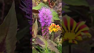 Purple Explosion Liatris spicata garden tropicalgarden gardening flowers [upl. by Adeehsar230]