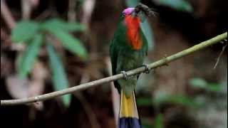 Burung Master  CirikCirik Kumbang  RedBearded BeeEater [upl. by Hussein673]