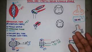 Stretch Reflex  Muscle Spindle  Knee Jerk Reflex  Neurology  Neurophysiology  Bangla [upl. by Tnert]