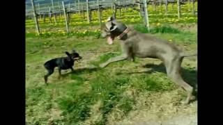 Our Dogs Run in the Vineyard  Miniature Pinscher vs Weimaraner [upl. by Etteyniv]