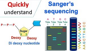 Sanger sequencing [upl. by Aihsetel]