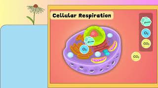 Respiration in Plants How respiration takes place  Respiration Vs Photosynthesis [upl. by Laurie]