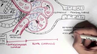 Nephrology  Kidney Physiology Overview [upl. by Notyalc]