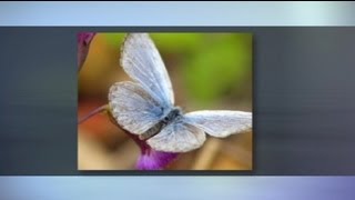 Encontrada una mariposa mutante en Fukushima [upl. by Aneerak]