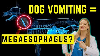 Megaesophagous in Dogs Simply Explained  Survival time [upl. by Kinny]