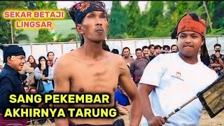 Pekembar Sekar bertaji Lingsar tarung di arena peresean terbaru [upl. by Nomde]