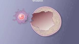 Follicle development [upl. by Horick]