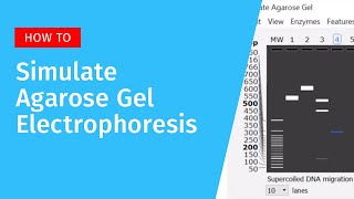 Agarose Gel Electrophoresis in SnapGene [upl. by Hanfurd]