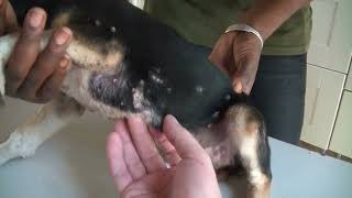 Mangoworms  Dog Videos  Jeffrey found a happy puppy starring Mangoworms and Fatou Parasites [upl. by Theo]