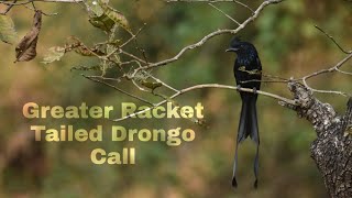 Racket Tailed Drongo Call  Greater Racket tailed Drongo Call [upl. by Lot210]