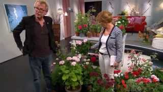 Pelargontips med Lasse Anrell  Malou Efter tio TV4 [upl. by Celestia]