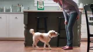 Greenies Dental Dog Treat Commercial 2015  ValuePetSuppliescom [upl. by Nosaj486]