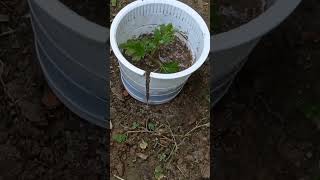 chrysanthemum Farming Techniquesshots farming [upl. by Ahcurb]