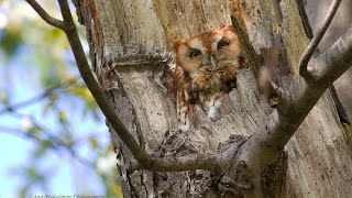 Eastern Screech Owl red calling [upl. by Aiclef]