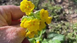 Planting Springtime Pollinator Friendly Plants in my Garden [upl. by Loggins490]