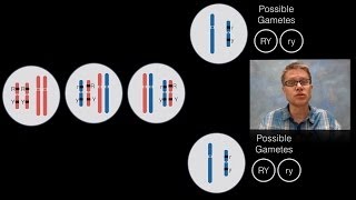 Chromosomal Inheritance [upl. by Gabriell]