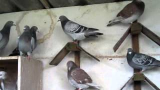 RACING PIGEONS FOR SALE [upl. by Zoellick]