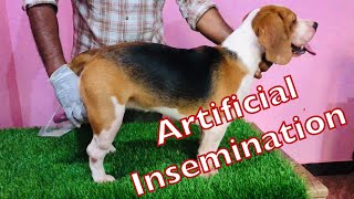 HOW TO DO ARTIFICIAL INSEMINATION IN DOGS mating dogmating dogmatika artificialinsemination [upl. by Ayoj]