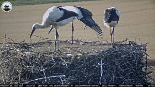 20240718 Gefahren im Nest Gummiringe [upl. by Aryhs792]