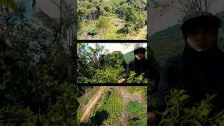 KEBUN CABE  KEBUN LADA PUTIH SABAH [upl. by Ellimac]