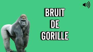 Bruit de GORILLE 🦍 Cri  Hurlement [upl. by Dukey844]