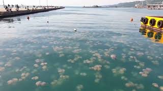 Why is that A LOT OF jellyfish in the Adriatic Sea at Trieste Beach [upl. by Waynant667]