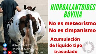 Hidropesía Bovina Hidroalantoides Vaca con Abdomen Distendido en Preñez [upl. by Lattie]