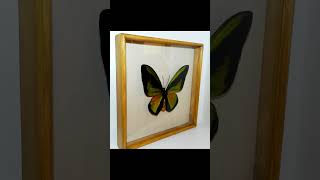 Ornithoptera goliath procus в большой рамке spider butterfly книги [upl. by Stubbs]