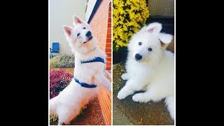 Aleksi  White Swiss Shepherd Growing Up [upl. by Nnylaj6]