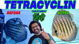 Tetracycline Treatment for Fish in HINDI [upl. by Ahseiyn]