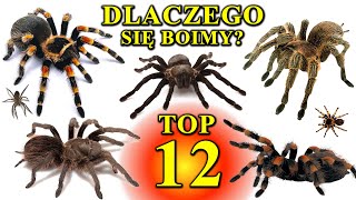 12 Największych PAJĄKÓW Świata  Dlaczego Się Boimy  Arachnofobia🕷 [upl. by Kevyn]