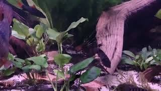 90 gallon new world cichlid [upl. by Athenian]