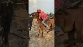 Será q é brava  😹🚨 horse amorporcavalos amocavalo fazenda amocavalos horseshow [upl. by Pansir]