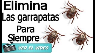 Remedios Naturales Para Eliminar Garrapatas Por Completo De Tu Mascotas ¡Te Lo Agradecerá [upl. by Nedla]