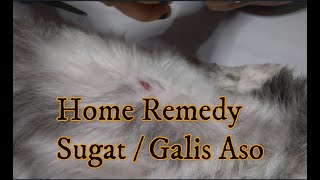 Galis Aso Sugat Home Remedy Paano gamutin [upl. by Enigroeg]