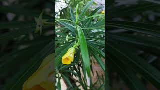 Oleander Flowers Photography By Sandeep0393 shorts oleander photography 4kstatus [upl. by Topliffe]