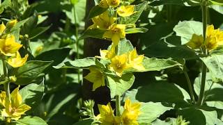 Lysimachia punctata [upl. by Goldsworthy]