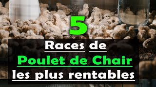 Aviculture Voici les 5 races de poulet de chair les plus rentables à élever Les souches [upl. by Tammara]