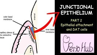 JUNCTIONAL EPITHELIUM PART 2 II Epithelial attachment and DAT cells [upl. by Nylime613]