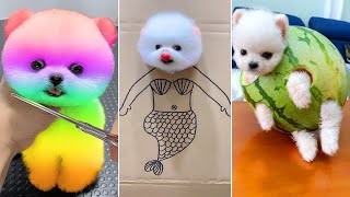 Cute Pomeranian Puppies Doing Funny Things 8  Cute and Funny Dogs 2024  VN Pets [upl. by Anayhd]