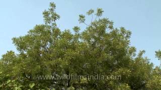 Neem tree Azadirachta indica in Delhi [upl. by Schilling]