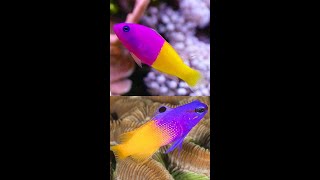 Royal DottybackPseudochromis paccagnellae [upl. by Eniarol]