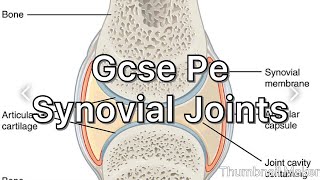 GCSE PE Synovial Joints structure and Exam question [upl. by Judsen]