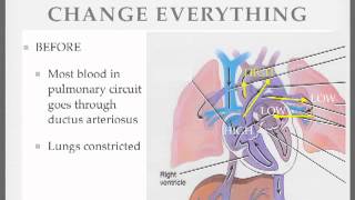 Fetal Circulation 5 [upl. by Noret]