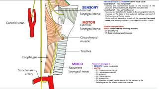 Cranial Nerve X  Vagus Nerve Part 2a  Structure amp Functions of UQ amp Thoracic Branches [upl. by Kumar]