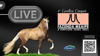 Live Haras Meaípe [upl. by Waers930]